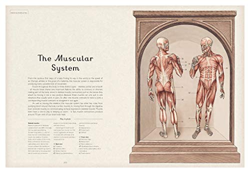 Anatomicum