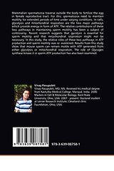 Energy Metabolism in Spermatozoa: Glycolysis and Mitochondrial Respiration