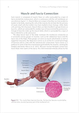 The Anatomy and Physiology of Sports Massage