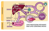 Clinical Pathophysiology Made Ridiculously Simple: Color Edition