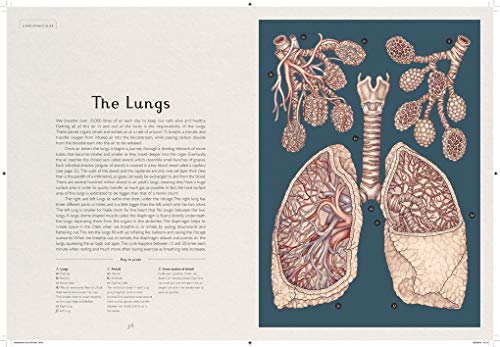 Anatomicum