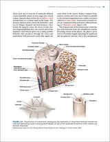 Biomechanics of Injury: Third Edition