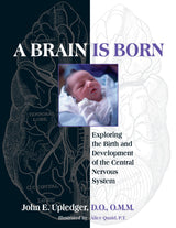 A Brain Is Born: Exploring the Birth and Development of the Central Nervous System